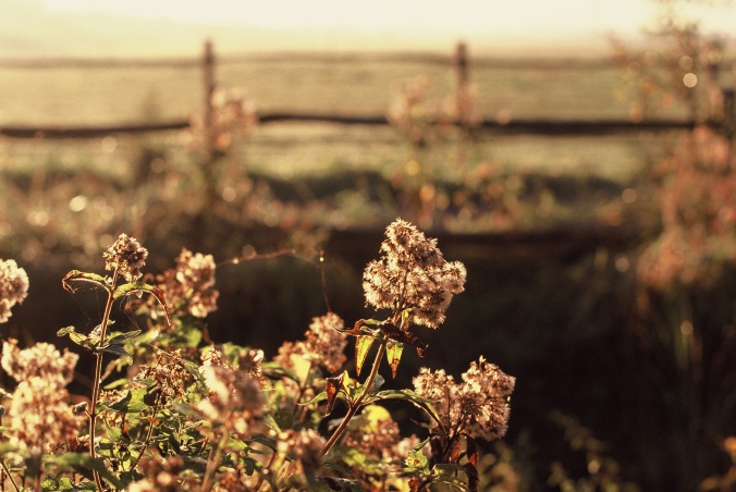 Jolie fleur d'automne - Canon EOS 100 - 50 mm f/1.4 - Fuji Sensia 200