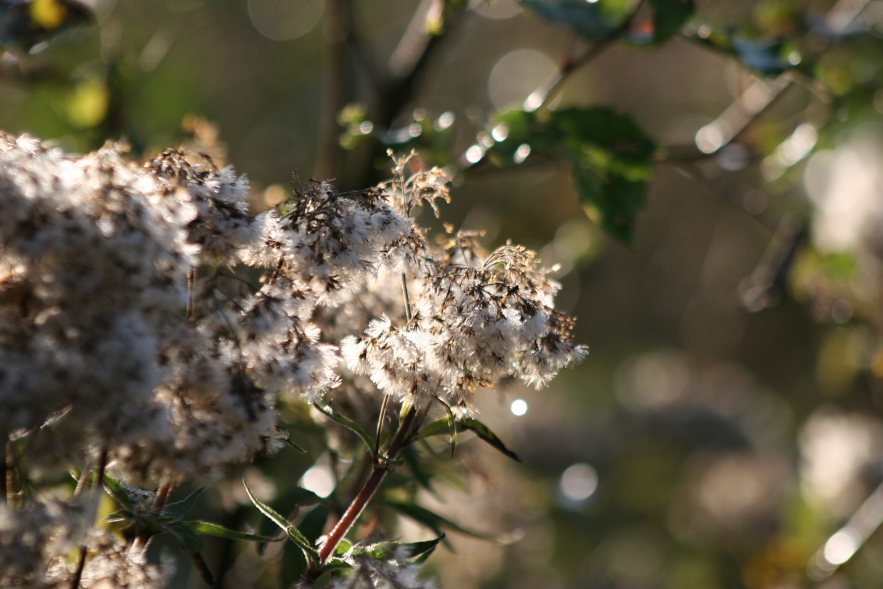 Jolie petite fleur d'automne - Canon EOS 20D - 50 mm f/1.4